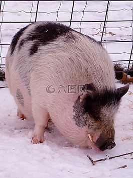 warthog,猪,非洲