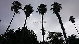 棕榈,花园,巨大的棕榈