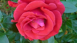 玫瑰,花,紅色