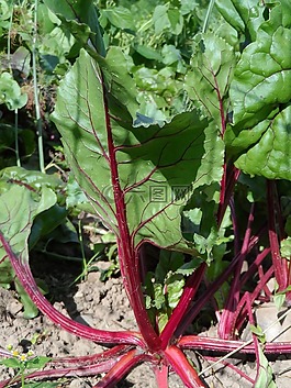 甜菜,蔬菜,食用