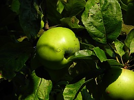 蘋果,綠色,水果