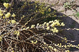 春天,酒小貓,花園