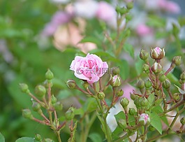 粉色,玫瑰花蕾,顏色粉色
