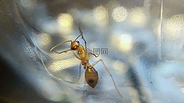螞蟻,特寫,玻璃