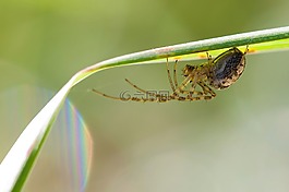 秋季蜘蛛,metellina segmentata,女性