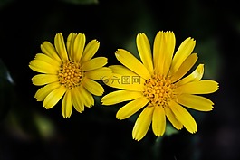 花,黃色,自然