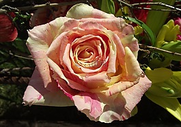 玫瑰,花,花瓣