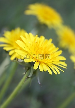 苦苣菜,雜草,藥用植物