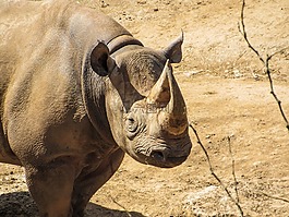 犀牛,動(dòng)物園,動(dòng)物