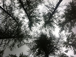 樹的頂端,不尋常,透視