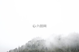 樹,植物,自然