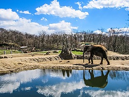 象,動物園,動物