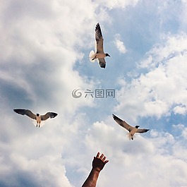 海鷗,天空,鳥(niǎo)
