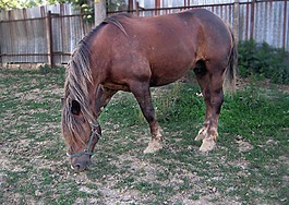 馬,mare,種馬