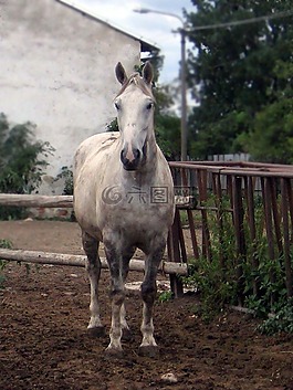 馬,mare,種馬