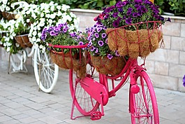 花卉的自行車(chē),花園,裝修