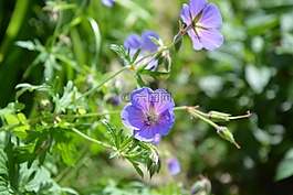 花朵紫色的,紫,鮮花