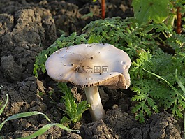 蘑菇,性質(zhì),秋季