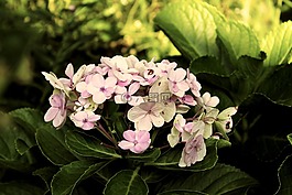 花,首頁(yè),百合