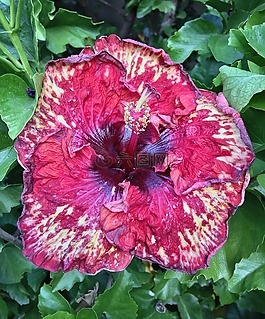 ibisco,朵紅色的花,紅色花瓣