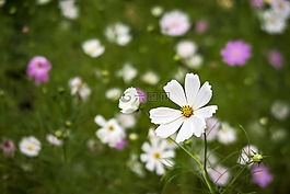 宇宙,鮮花,大自然