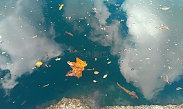 葉,反思,水