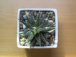 植物,鍋,多汁