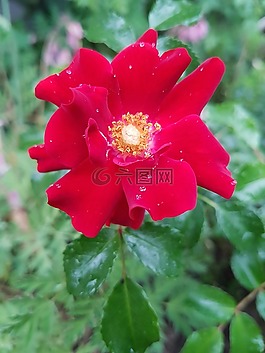 玫瑰,紅玫瑰,鮮花