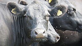 牛,動物,牛肉