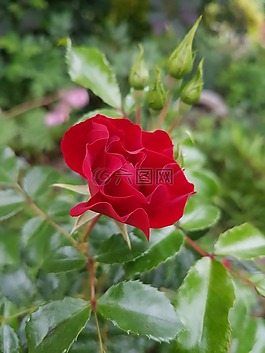 玫瑰,紅玫瑰,鮮花