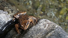 青蛙,動物,性質