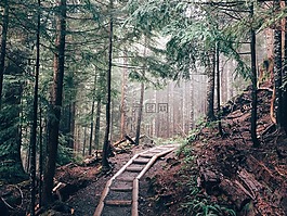 徒步旅行,森林,木材