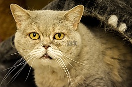 老猫,英国短毛猫,动物收容所