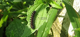 昆蟲,性質(zhì),宏