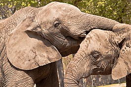 大象,動(dòng)物園,動(dòng)物