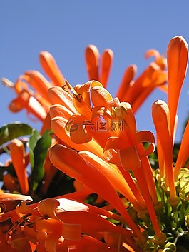 炮仗,橙色,花