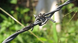 昆蟲,螞蟻,甜