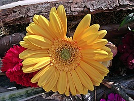 性質(zhì),花,非洲菊