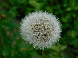 花卉,夏季,性質(zhì)