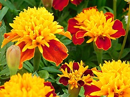 花卉,性質(zhì),夏季