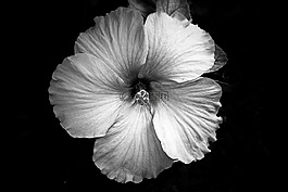 花,盛開(kāi),花瓣