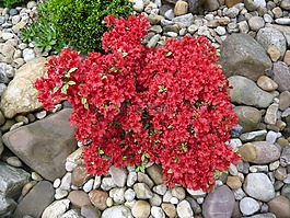 azalia,紅,花