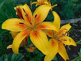 花卉,黃色,百合