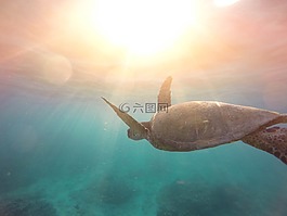 海,龜,爬行動物