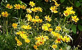 夏季鮮花,家庭花園,灌木