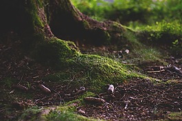 森林,森林的地面,苔