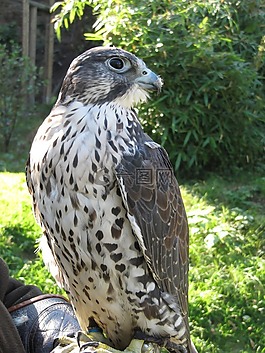 獵鷹,猛禽,鳥