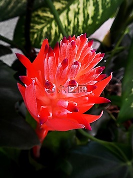 異國(guó)情調(diào)的花,網(wǎng)絡(luò),blum