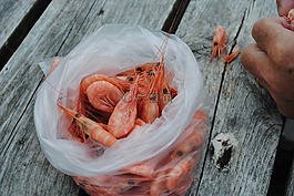 蝦,菲舍爾,食品