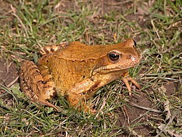 蟾蜍,動物,性質